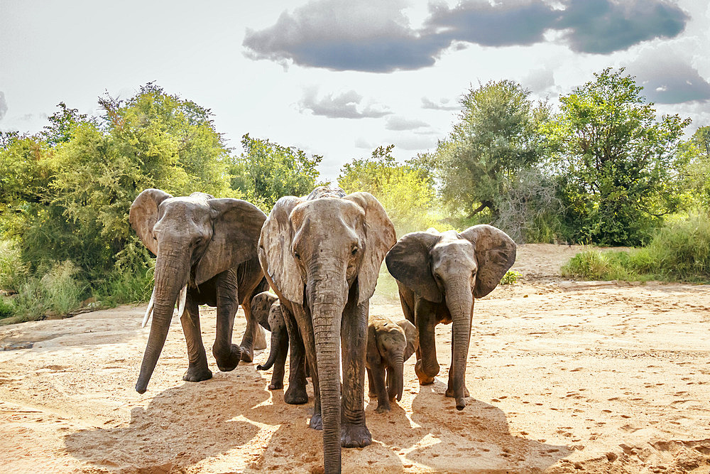 African bush elephant (Loxodonta africana) family looking front view for water in dry riverbed in Kruger National park, South Africa