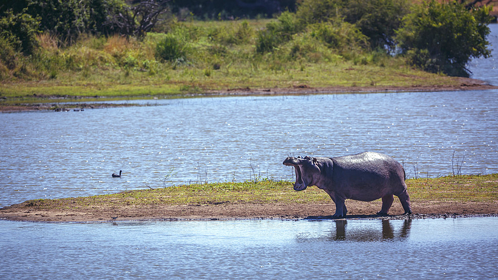 Hippopotamus (Hippopotamus amphibius) in standing and yawning in island in middle of river in Kruger National park, South Africa