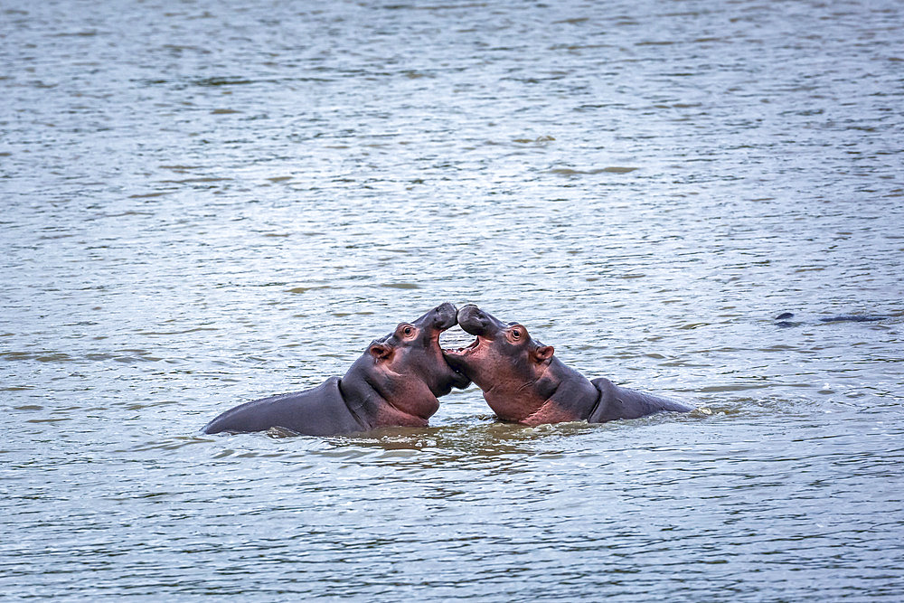 Two young Hippopotamus (Hippopotamus amphibius) playing face to face in water in Kruger National park, South Africa