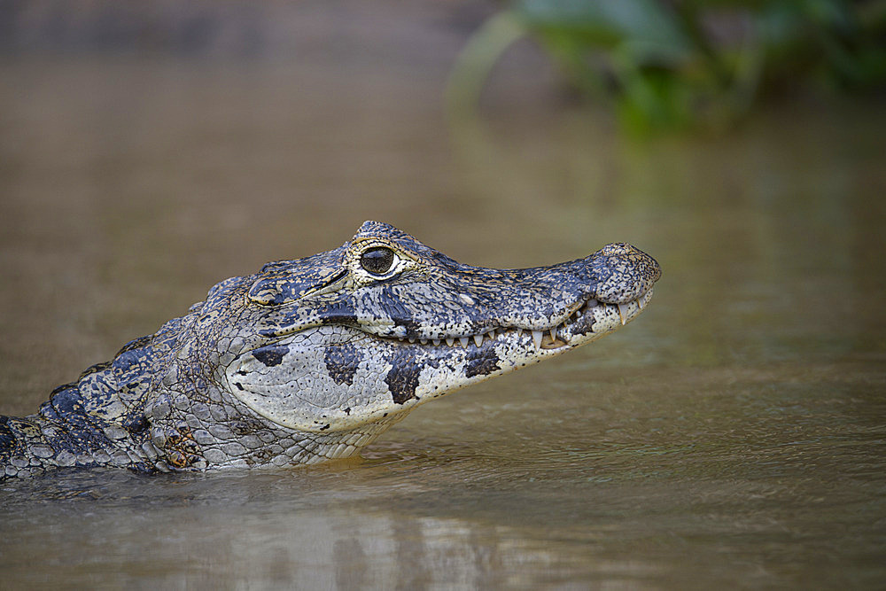 Caiman Yacare (Caiman yacare) in profile with its head above water in the Pantanal, Brazil