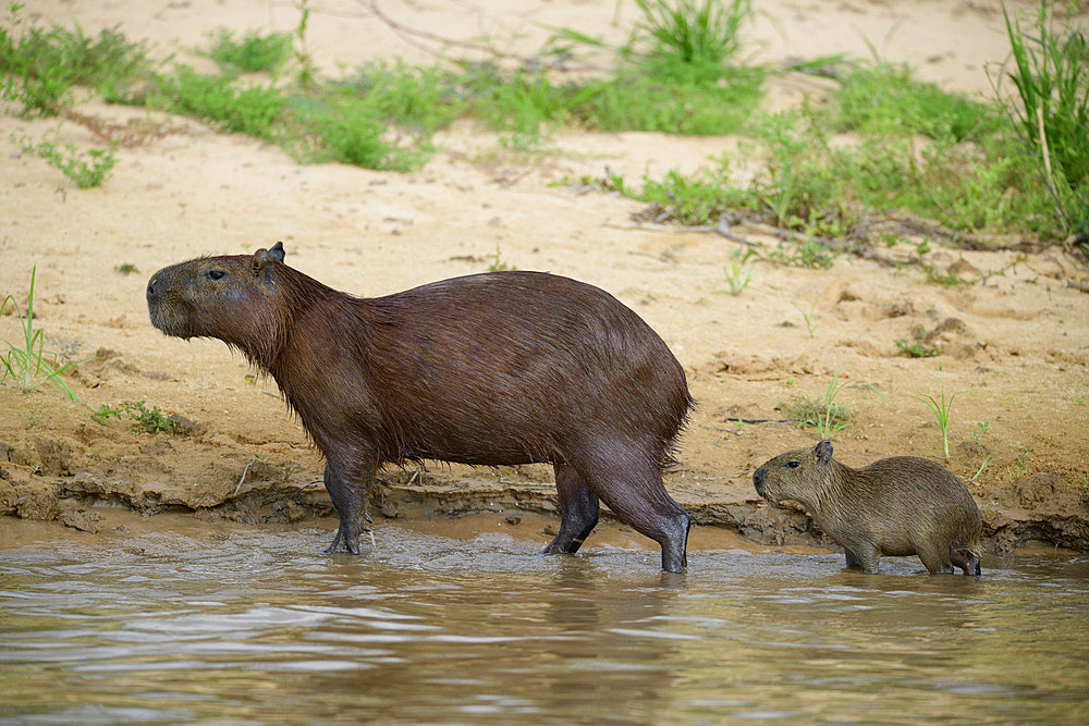 Capybara (Hydrochoerus hydrochaeris) with her baby in the Pantanal, Brazil