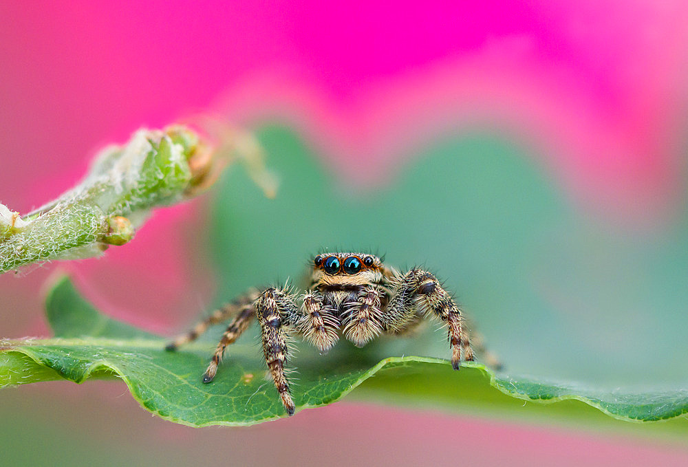 Great saltic (Marpissa muscosa) on a leaf in the garden, Lorraine, France