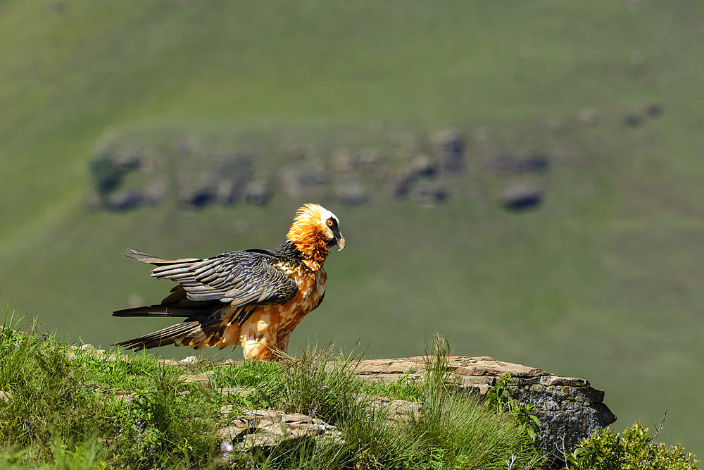 Bearded vulture, lammergeier or ossifrage (Gypaetus barbatus) perched in Giant's Castle Game Reserve, Drakensberg, South Africa. Rare scavenger with striking plumage, known for bone-dropping behaviour.
