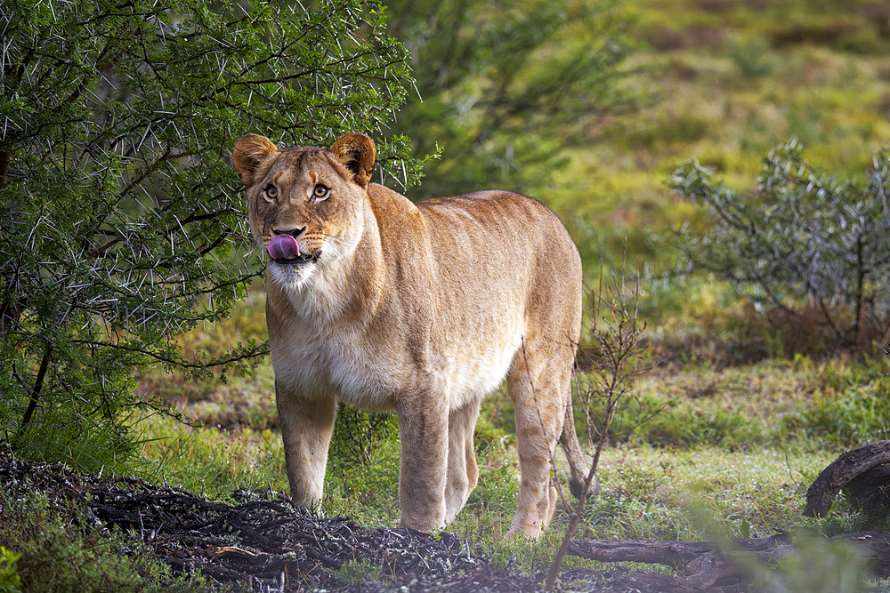 Lioness (Panthera leo) walking gracefully across the open veld near Gqeberha, Eastern Cape, South Africa. Ideal for wildlife, safari, predator, and African nature-themed creative or editorial use.