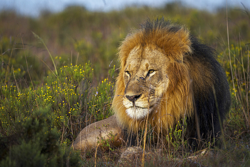 Close-up of a majestic male lion (Panthera leo) peering through lush bushveld near Gqeberha, Eastern Cape, South Africa. Perfect for wildlife, safari, and nature-themed projects or editorials.