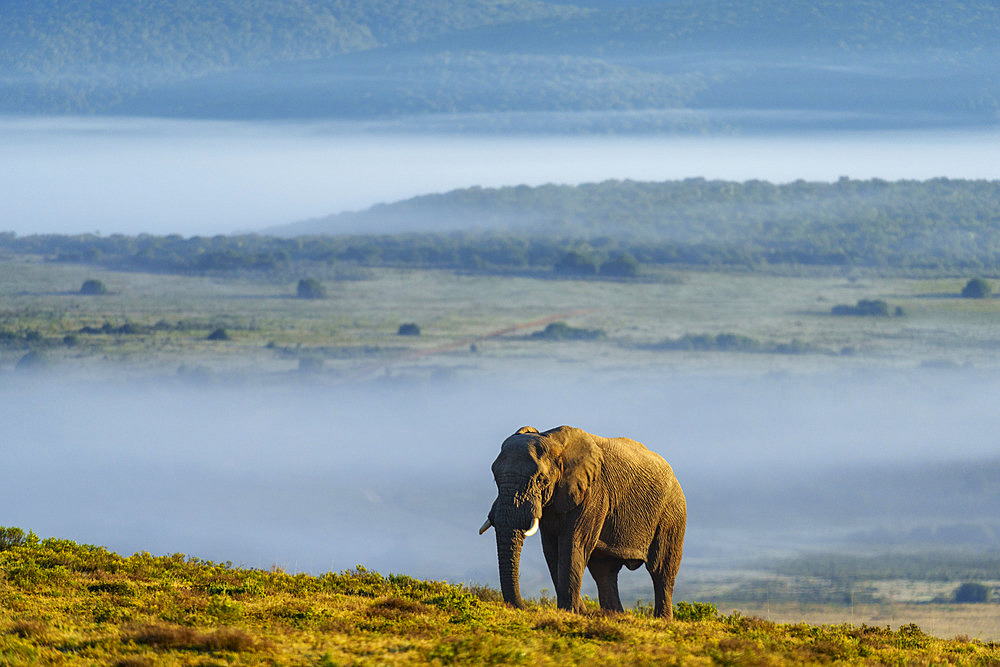 An African bush elephant (Loxodonta africana) in its natural habitat near Gqeberha (Port Elizabeth), Eastern Cape, South Africa. Captured in the wild, showcasing the majesty of African wildlife.