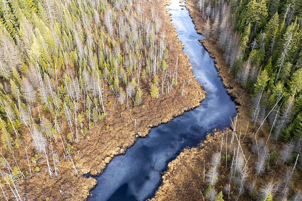 Frozen stream in a mixed forest marsh, Mauricie region, Province of Quebec, Canada