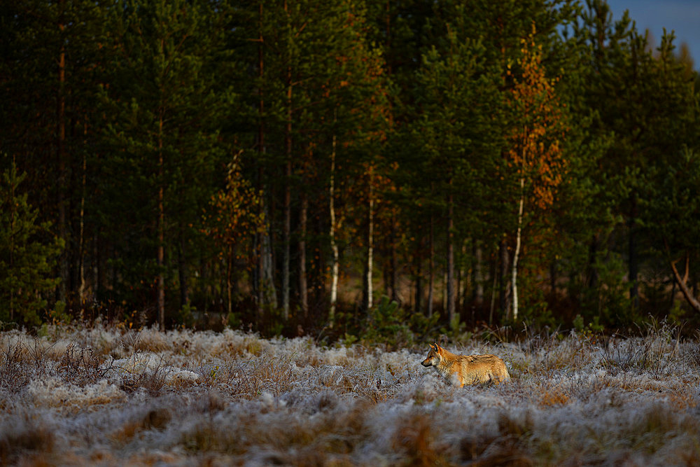 Young Grey wolf (Canis lupus) in the no men's land between Finland and Russia