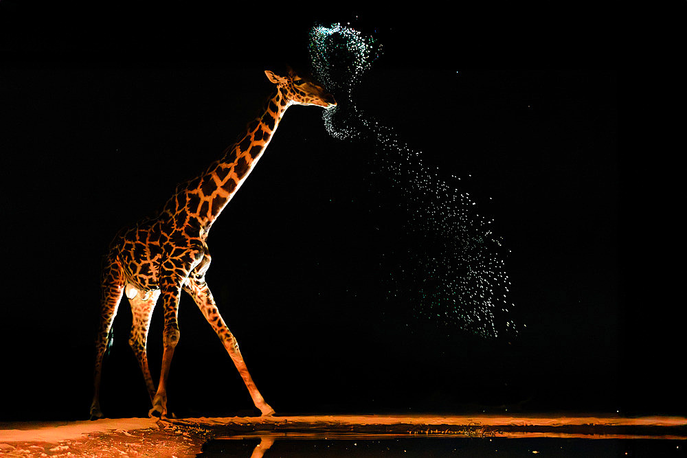 Masai giraffe (Giraffa camelopardalis tippelskirchi) drinking from a waterhole by night, Shompole wilderness, Shompole Community, Kenya, East Africa, Africa