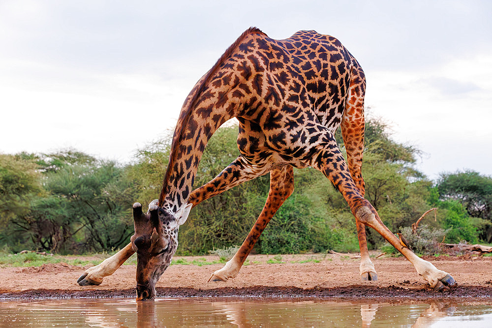 Masai giraffe (Giraffa camelopardalis tippelskirchi) drinking from a waterhole, shrubby savannah landscape, Shompole wilderness, Shompole Community, Kenya, East Africa, Africa
