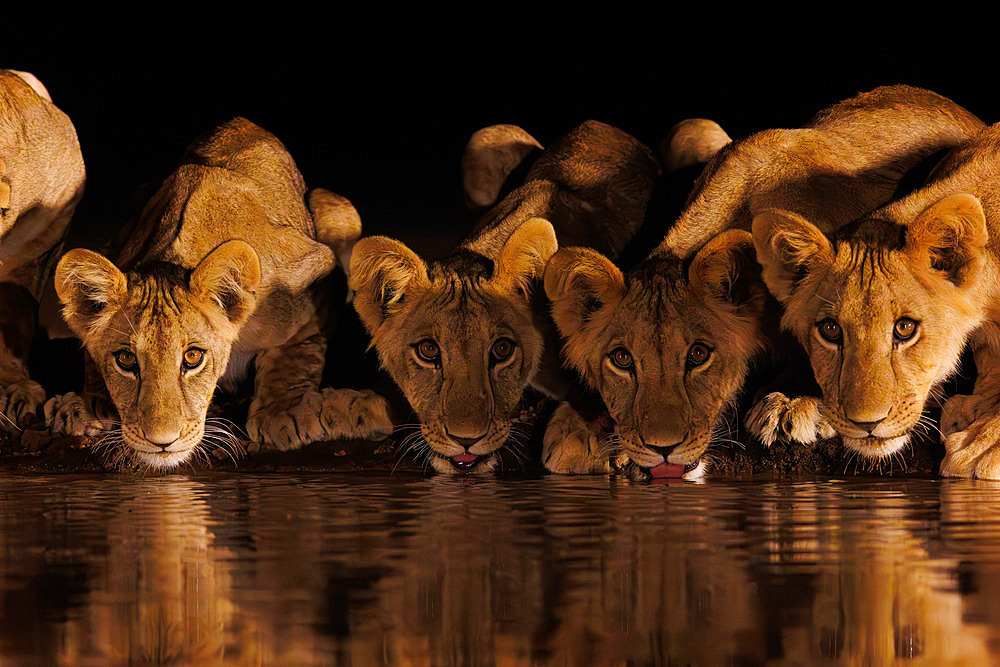 Lioness (Panthera leo) with cubs, Drinking from a pond, Shompole wilderness, Shompole Community, Kenya, East Africa, Africa