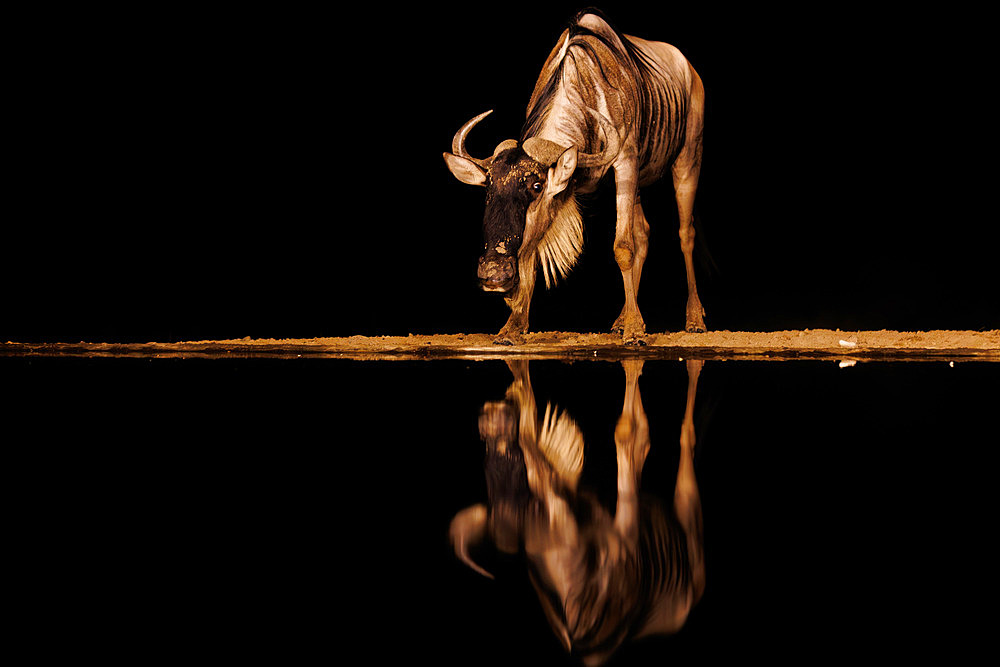 blue wildebeest ( Connochaetes taurinus), drinking from a waterhole during the night, Shompole wilderness, Shompole Community, Kenya, East Africa, Africa