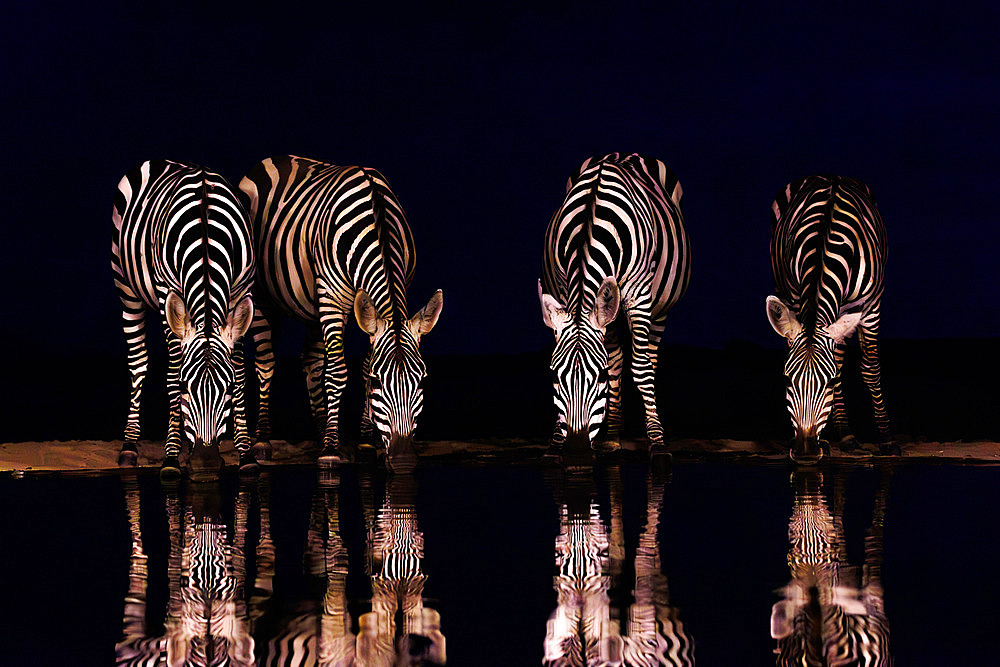 Burchell's zebras (Equus quagga syn. Equus burchellii), drinkink by night from a waterhole, Shompole wilderness, Shompole Community, Kenya, East Africa, Africa