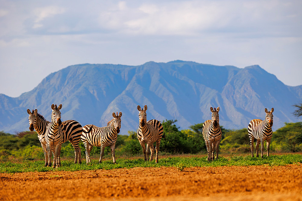 Burchell's zebra (Equus quagga syn. Equus burchellii), near a waterhole, Shompole wilderness, Shompole Community, Kenya, East Africa, Africa