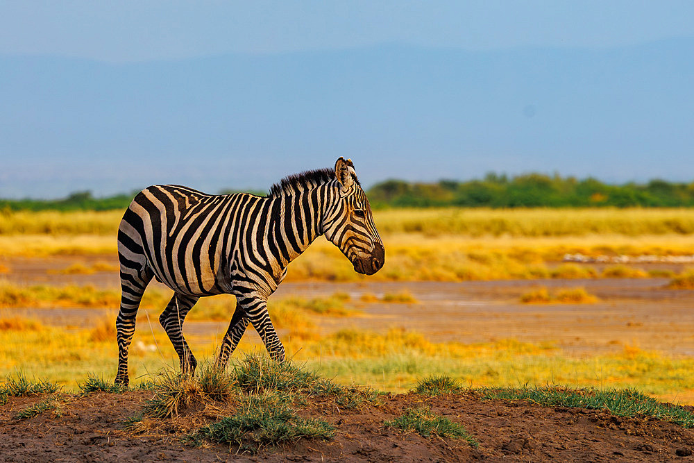 Burchell's zebra (Equus quagga syn. Equus burchellii), near a waterhole, Shompole wilderness, Shompole Community, Kenya, East Africa, Africa