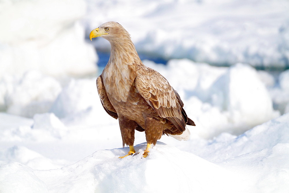 White-tailed eagle (Halieehatus albicilla) on pack ice, Hokkaido, Japan