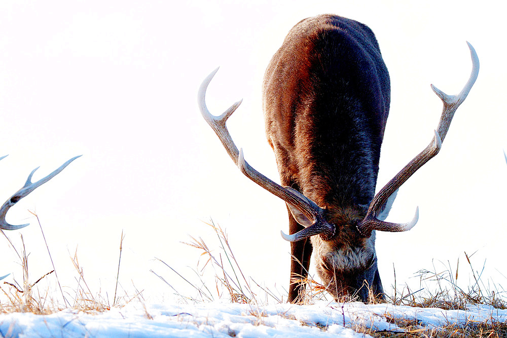 Yezo Sika deer (Cervus nippon yesoensis) eating in the snow, Hokkaido, Japan