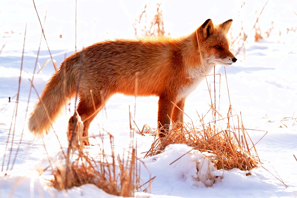 Sakhalin red fox (Vulpes vulpes schrencki) in a winter landscape, Hokkaido, Japan
