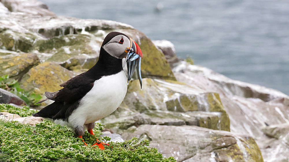 Atlantic puffin (Fratercula arctica) coming back the sea with sandeels in their beak. Farne Islands - England