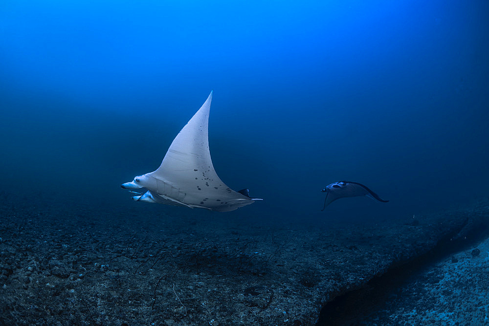 Two reef manta rays (Mobula alfredi) swimming near the entrance to the passe bateau sud cave. Mayotte
