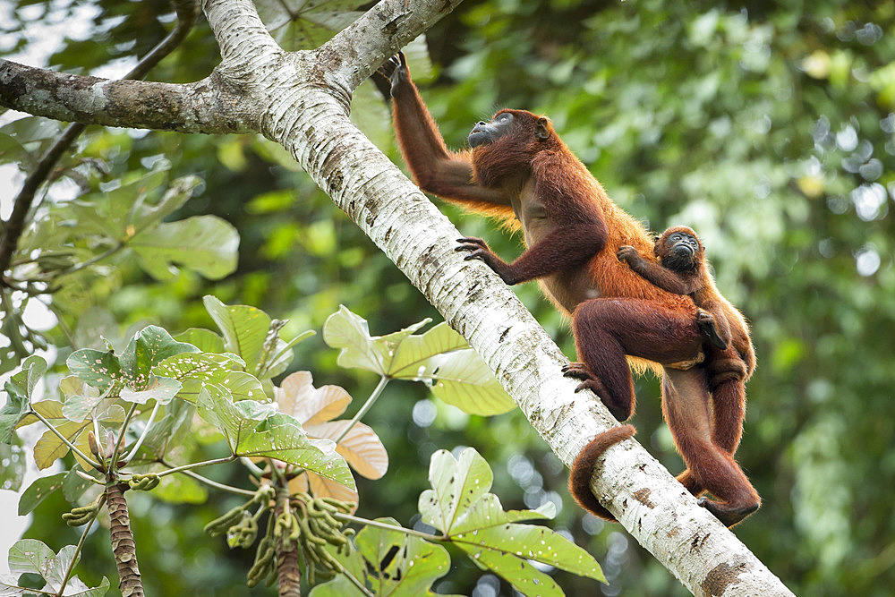 Howler monkey (Alouatta macconnelli) with its young on its back in the branches of a Cecropia tree, Regina, Camp Patawa, French Guiana