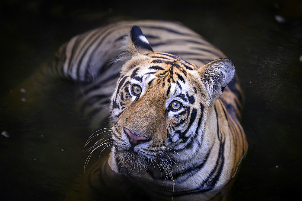 Female Bengal tiger (Panthera tigris tigris) in water at Tadoba, India