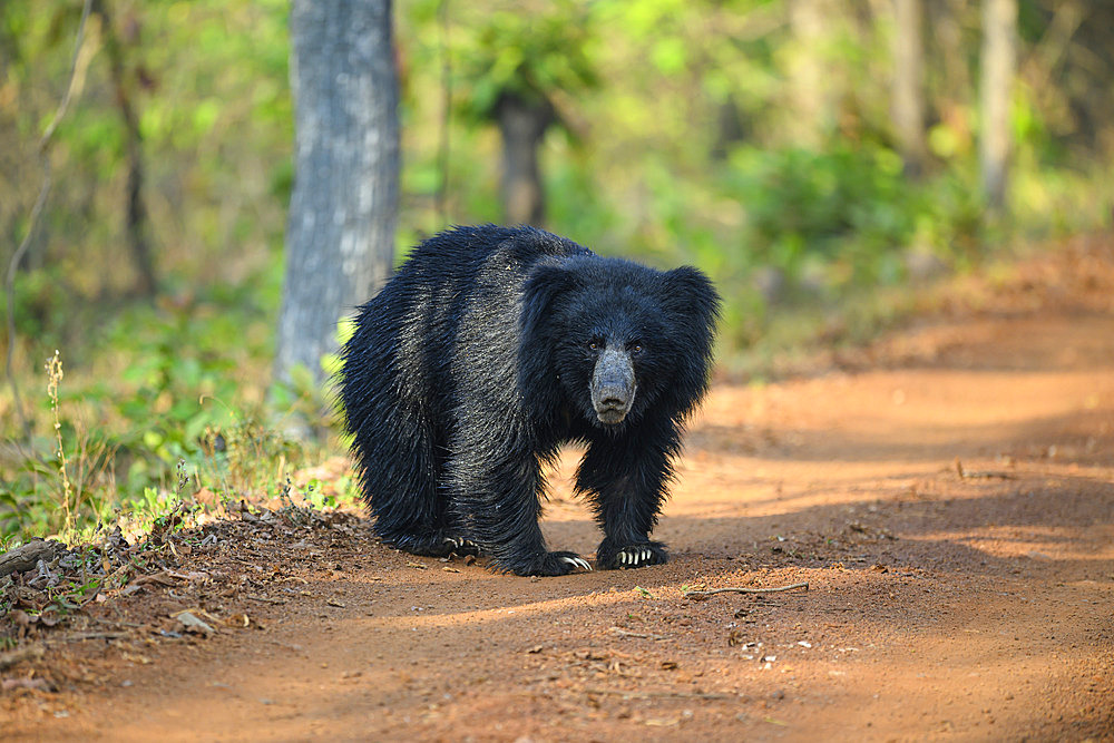 Sloth bear (Melursus ursinus) crossing the trail in Tadoba National Park in India
