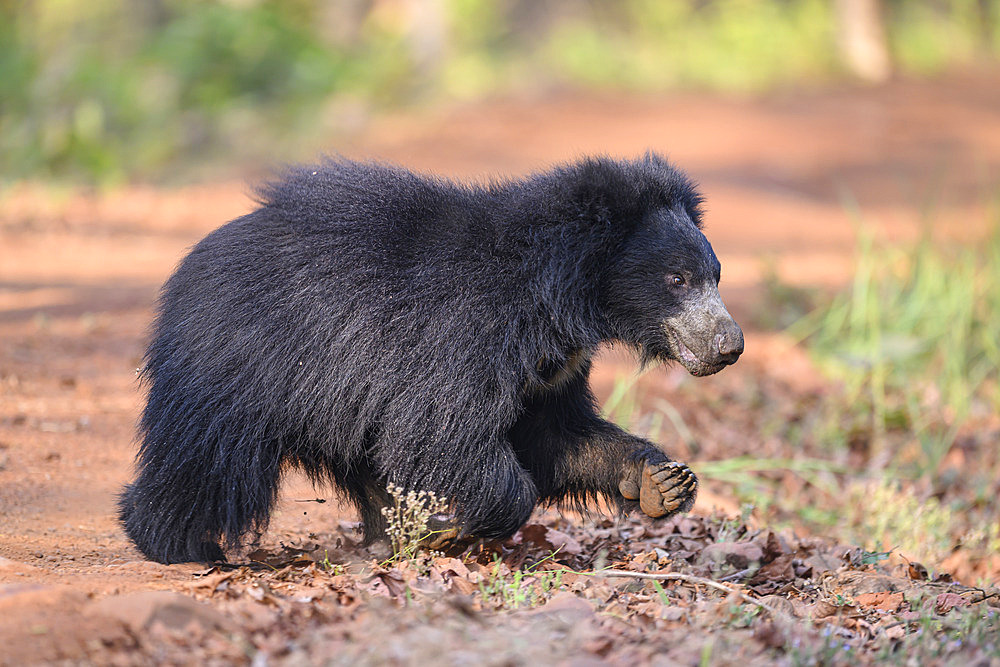 Sloth bear (Melursus ursinus) crossing the trail in Tadoba National Park in India