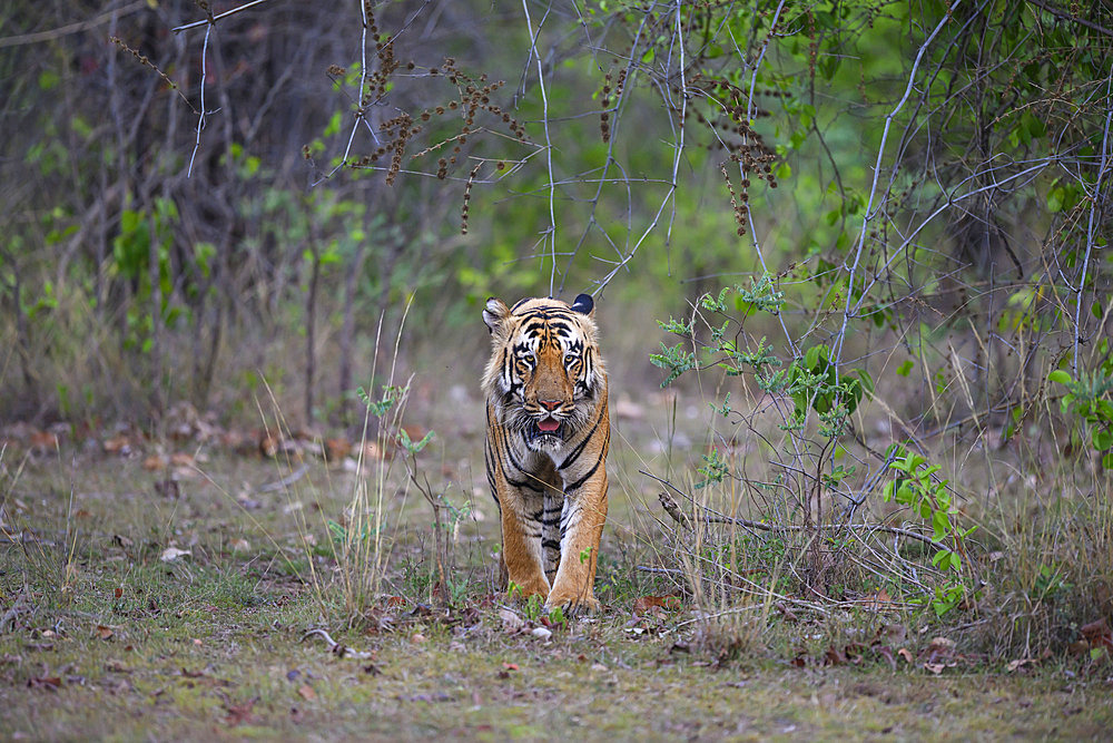 Male Bengal tiger (Panthera tigris tigris) walking in Tadoba, India
