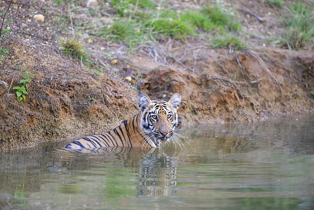 Bengal tiger (Panthera tigris tigris) Young drinking with its reflection in the water at Tadoba, India