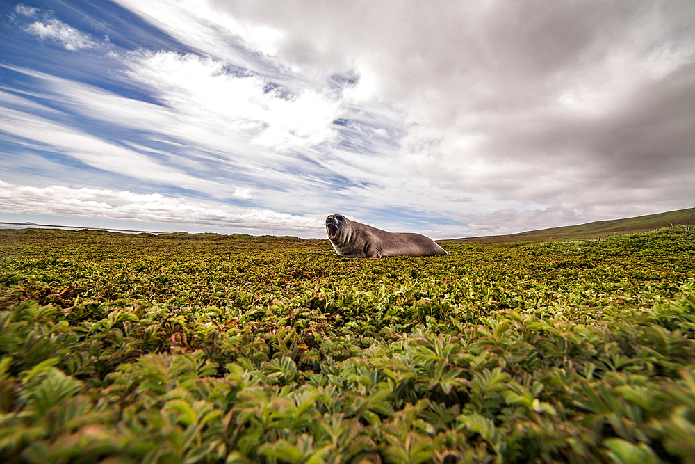 Southern elephant seal (Mirounga leonina) on the coast. Ground vegetation consists of Acaena magellanica. Kerguelen Islands