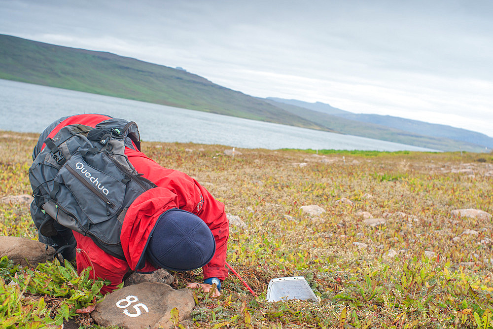Search for a Blue Petrel (Halobaena caerulea) in a burrow that has been monitored for several years or even decades on ile Verte. Gulf of Morbihan, Kerguelen archipelago.