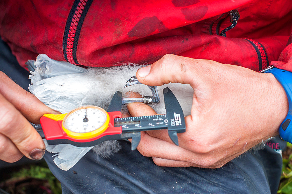 Precise measurement of the leg length of a Blue Petrel (Halobaena caerulea) after banding, as part of an annual monitoring program over several decades on ile Verte. Gulf of Morbihan, Kerguelen archipelago.