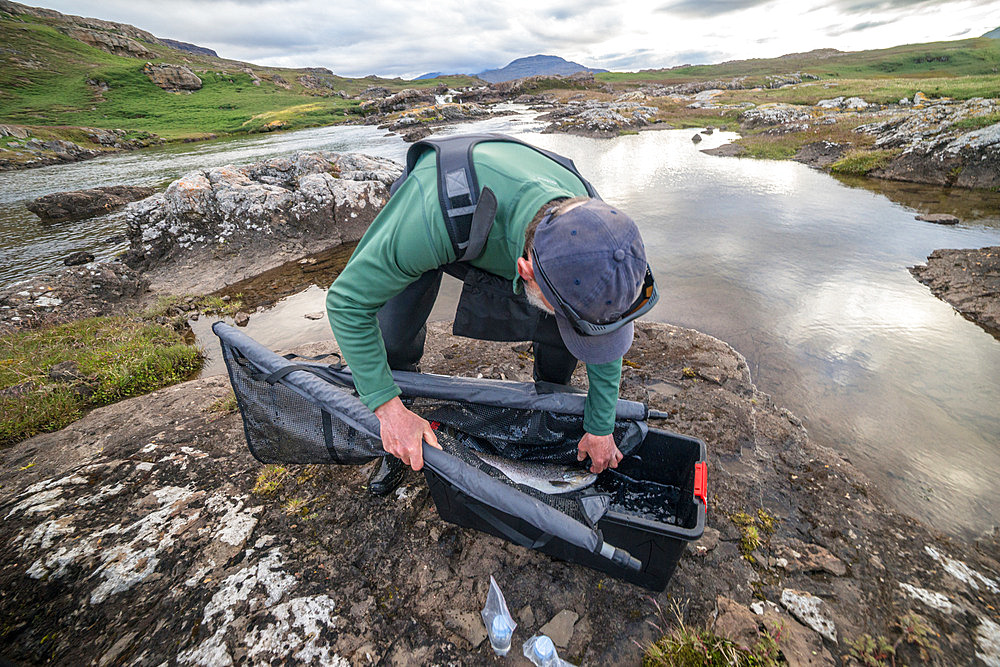 Place fish in anaesthetic. Marking the trout. Irish Bay, Kerguelen Archipelago.