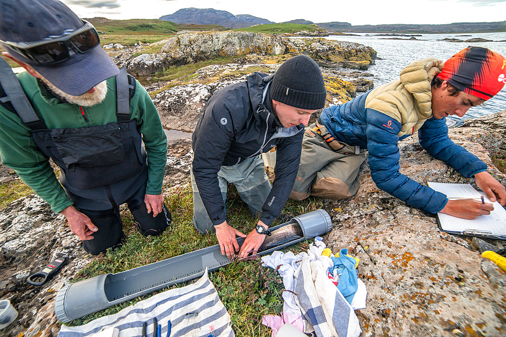 Measuring. Marking trout. Step 1: taking measurements and collecting a DNA sample from the animal. Irish Bay, Kerguelen Archipelago.