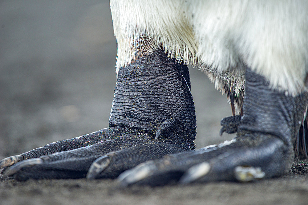 Royal Penguin (Aptenodytes patagonicus) legs. Ratmanoff king penguin colony, Courbet peninsula, Kerguelen archipelago.