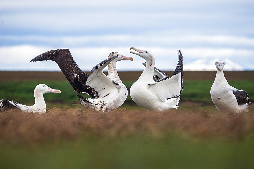 Wandering albatross (Diomedea exulans), the world's largest flying bird. Ratmanoff king penguin colony, Courbet Peninsula, Kerguelen archipelago.