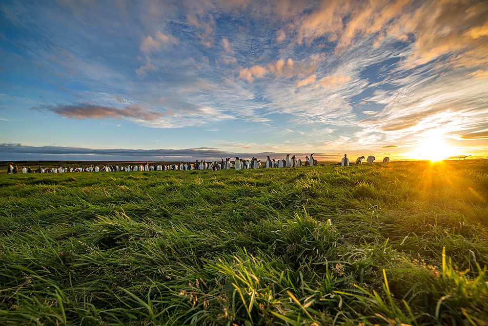 Royal penguins (Aptenodytes patagonicus) and sunset. Ratmanoff king penguin colony, Courbet peninsula, Kerguelen archipelago.
