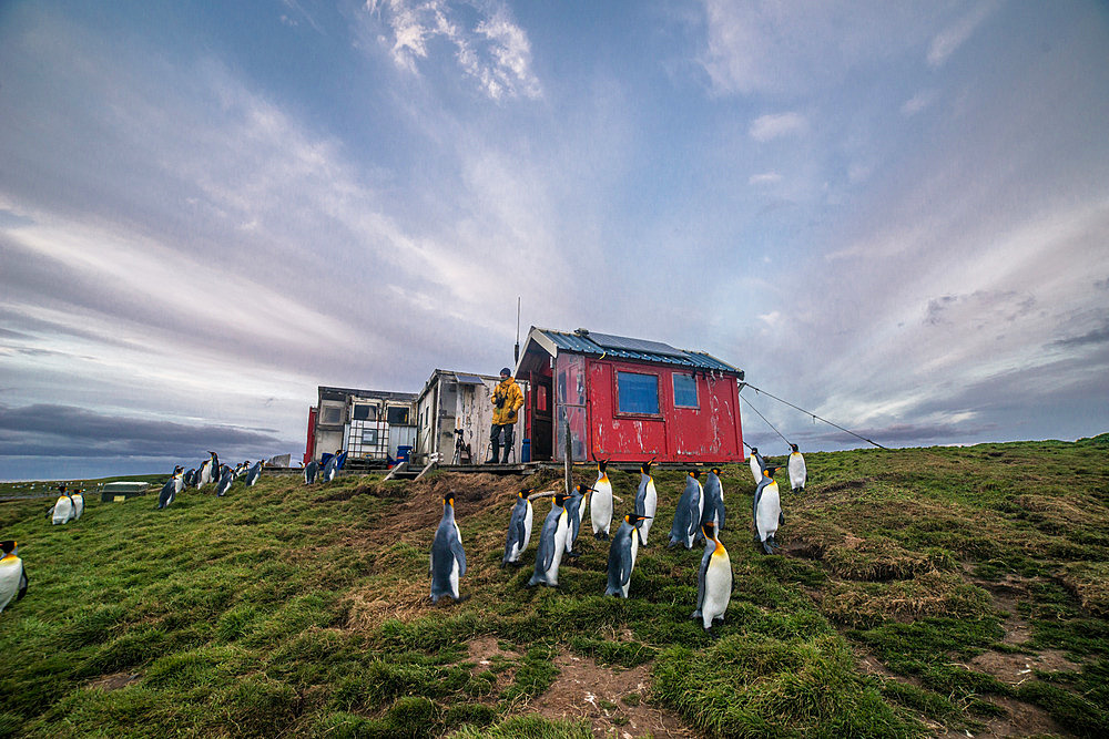 A birdwatcher is on the lookout for a particular penguin, which left for sea about a week ago. He needs to catch it just as it returns to land, before it enters the colony to feed its chick. This is to recover the GPS tag glued to its plumage, which has measured a large number of parameters (dive depth, immersion time, water temperature and salinity, and above all GPS position). Cabane Guetteur, Ratmanoff king penguin colony, Courbet peninsula, Kerguelen archipelago.