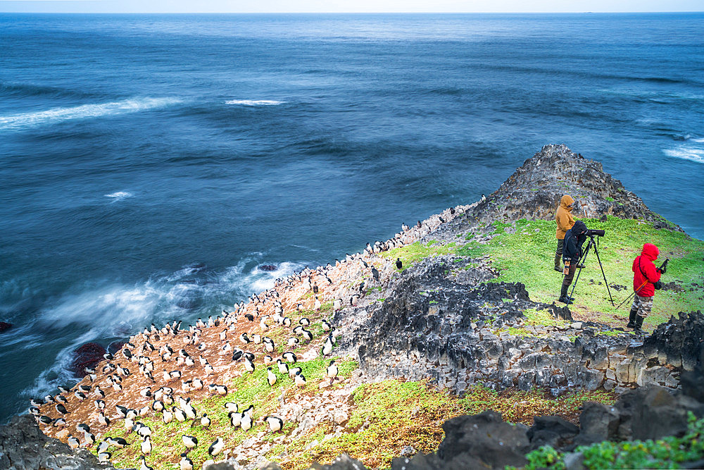 Counting Kerguelen Cormorants (Leucocarbo verrucosus) from a distance using a spotting scope, as part of a long-term population monitoring program. Pointe Suzanne, Prince of Wales peninsula, Kerguelen archipelago.