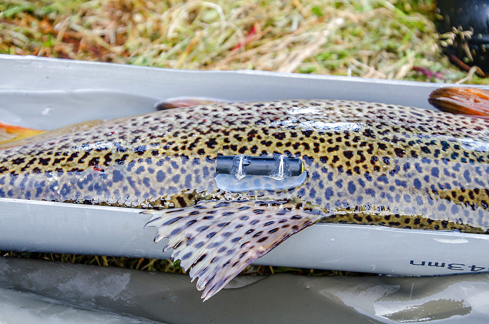 Tracer tag on a trout. Trout were introduced to the archipelago in the 1960s. Irish Bay, Kerguelen Archipelago.