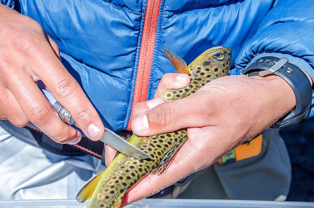 Scales are removed from a trout by lightly rubbing it with a knife, then transferring the recovered scales into a small numbered bag. Trout were introduced to the archipelago in the 1960s. Irish Bay, Kerguelen Archipelago.