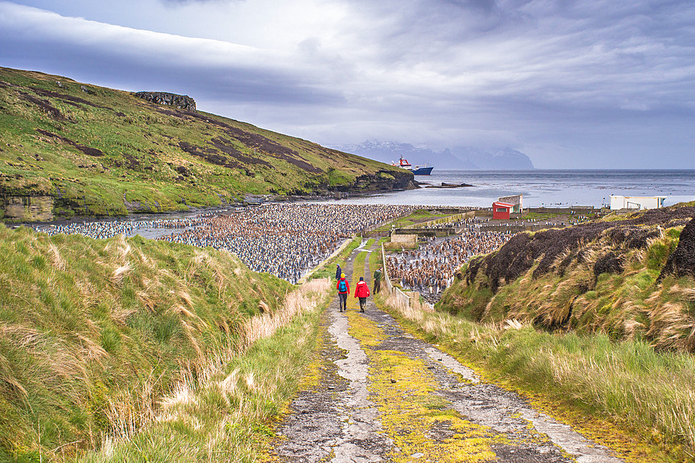 Two scientists visit the Royal Penguin colony in Baie du Marin on Crozet Island.