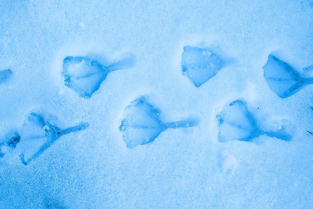 Blue Petrel footprints in the snow. Mayes Island, Gulf of Morbihan. Kerguelen Archipelago.