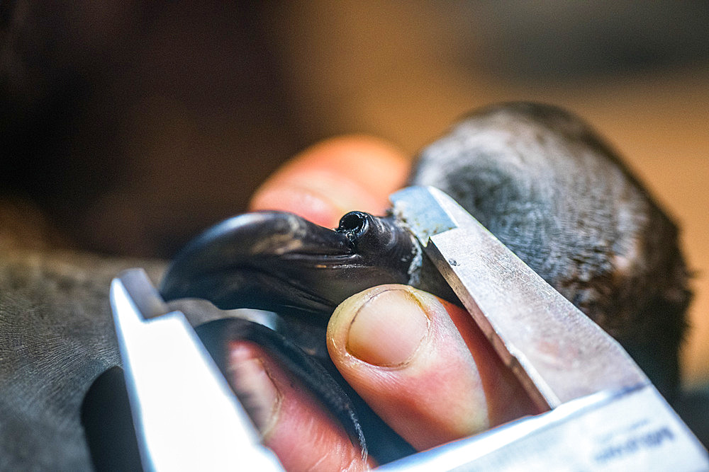 Measuring the beak of a Great-winged Petrel (Pterodroma macroptera). Mayes Island, Gulf of Morbihan. Kerguelen Archipelago.