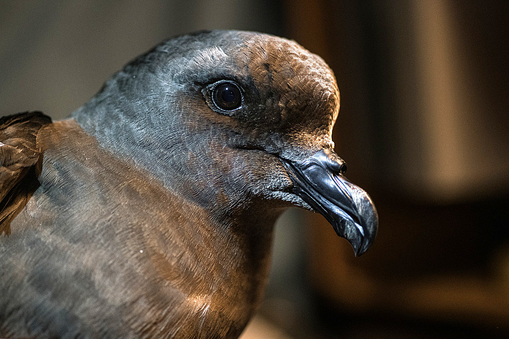 Great-winged petrel (Pterodroma macroptera). Mayes Island, Gulf of Morbihan. Kerguelen Archipelago.