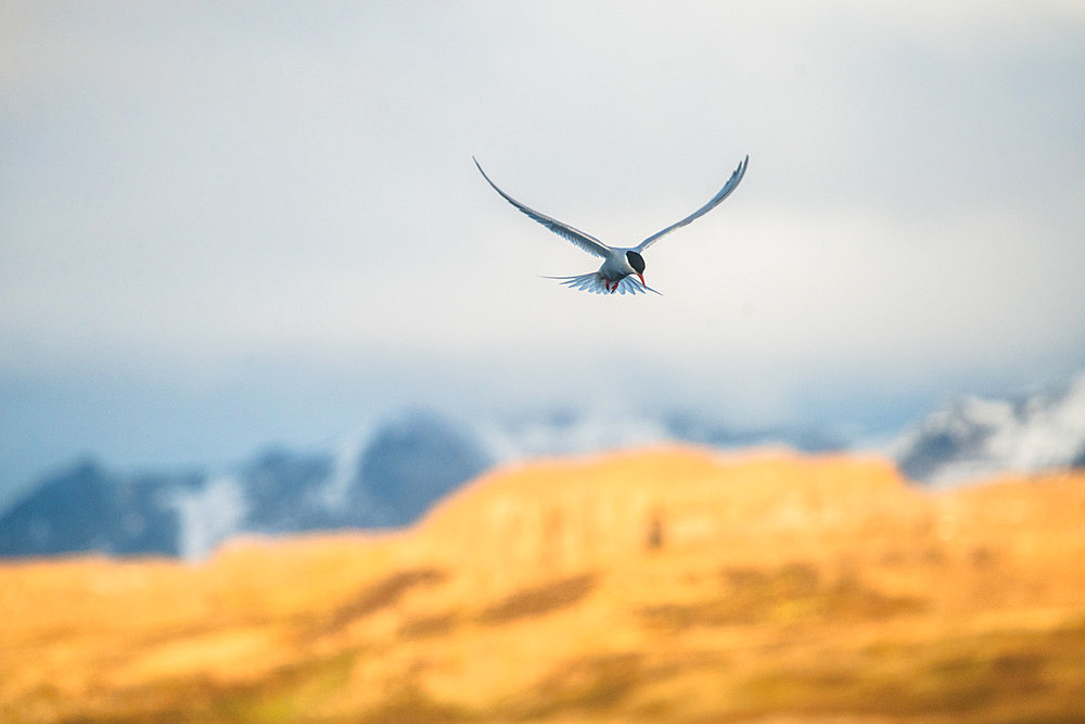 Kerguelen Tern (Sterna virgata) in flight. Mayes Island, Gulf of Morbihan. Kerguelen Archipelago.