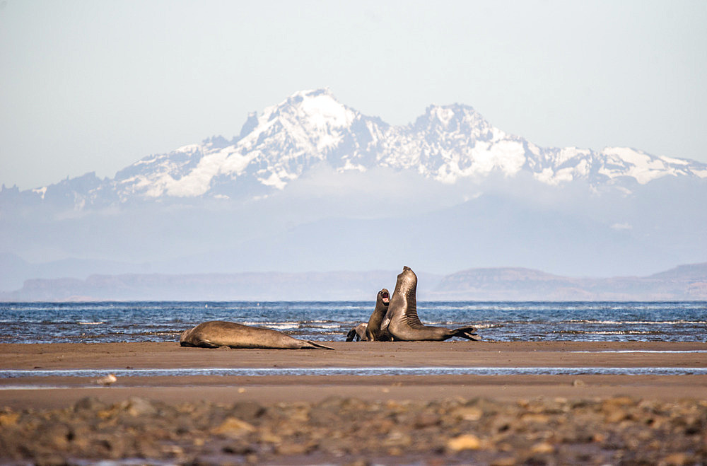 Young elephant seals (Mirounga leonina) playing on the edge of Morbihan Bay, in front of Mount Ross. Kerguelen Archipelago
