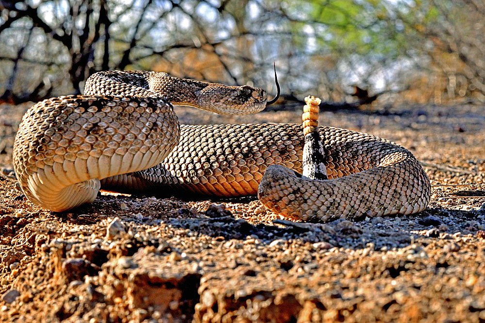 Western diamondback rattlesnake (Crotalus atrox), S. Arizona.