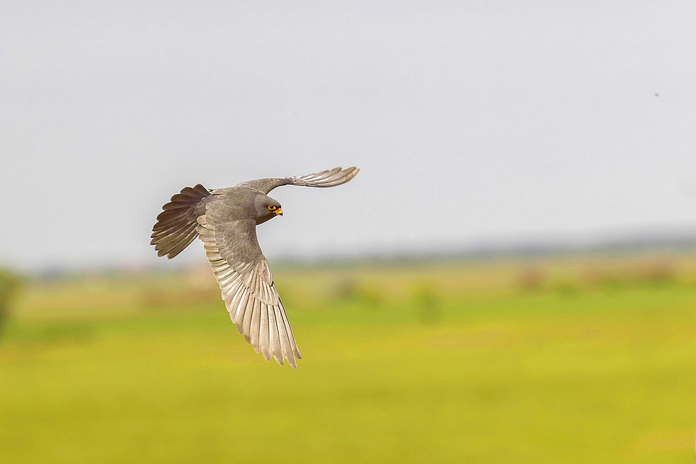 Red footed falcon (Falco vespertinus), male in flight, Hortobagy National Park, Hungary